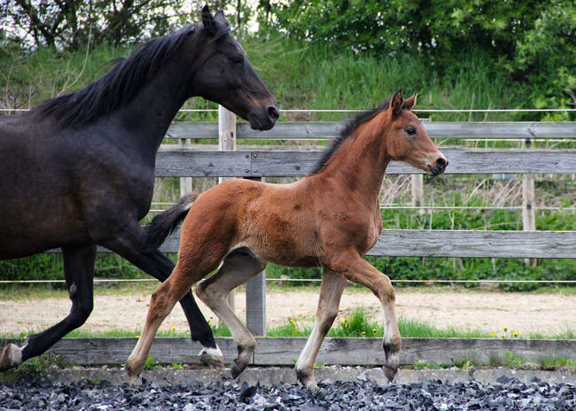 Hannoveraner Hengstfohlen von Segantini x D-Online (De Niro), Swantje Schröter, Horses For Sale, Neu-Eichenberg, Image 7