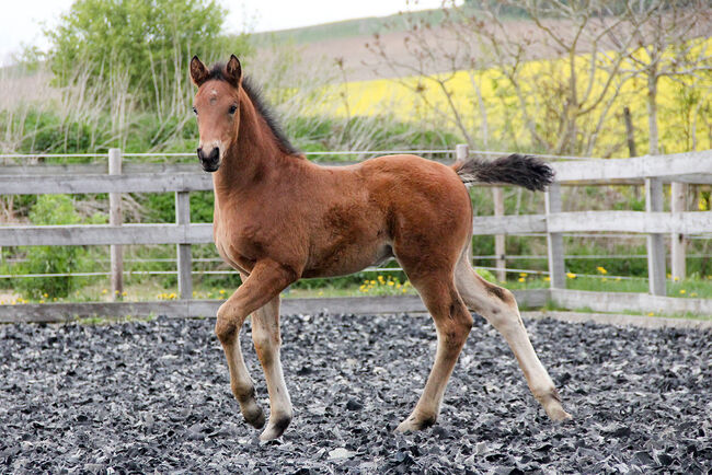 Hannoveraner Hengstfohlen von Segantini x D-Online (De Niro), Swantje Schröter, Horses For Sale, Neu-Eichenberg, Image 8