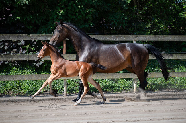 Hannoveraner Zuchtstute, Britta , Horses For Sale, Nordhorn, Image 2