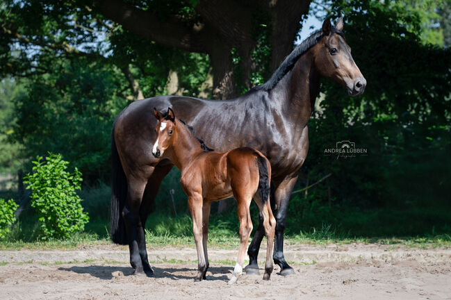 Hannoveraner Zuchtstute, Britta , Horses For Sale, Nordhorn, Image 3