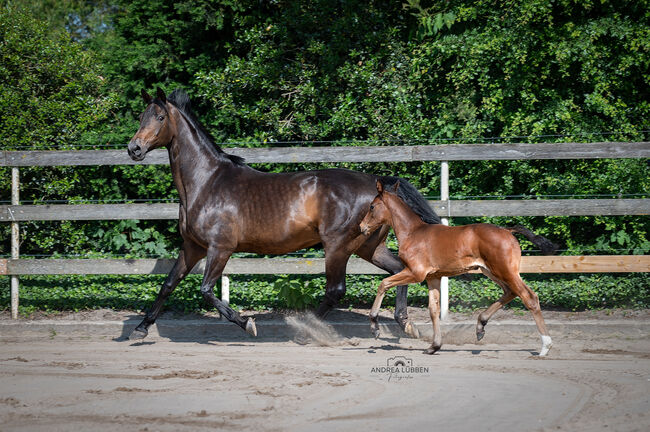 Hannoveraner Zuchtstute, Britta , Horses For Sale, Nordhorn, Image 4