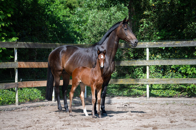 Hannoveraner Zuchtstute, Britta , Horses For Sale, Nordhorn