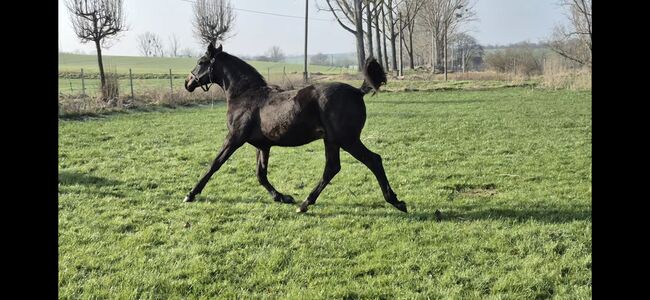 Hannoveraner Jährling von For Dance, Manuela Menzel , Horses For Sale, Magdeburg , Image 5