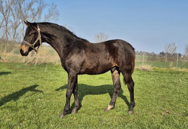 Hannoveraner Jährling von For Dance, Manuela Menzel , Horses For Sale, Magdeburg 