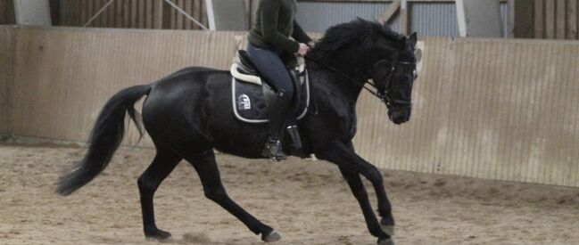 Hannoveraner Stute, Rebecca, Horses For Sale, Dahlenburg , Image 2