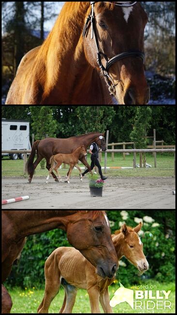 Hannoveraner Stute, Manuela Walter , Horses For Sale, Vaalermoor, Image 4
