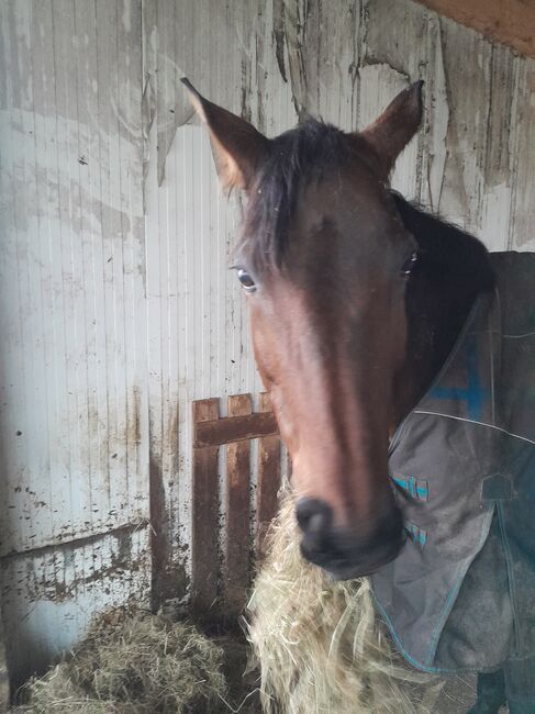 Hannoveranerstute, Kleinschmidt , Horses For Sale, Weinbach