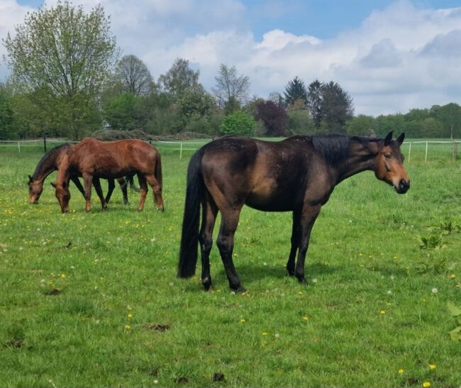 Hannoveraner Wallach, Britta , Horses For Sale, Maasen, Image 23