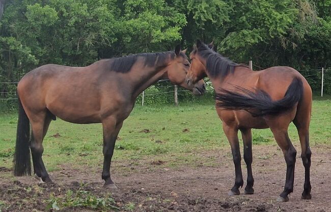 Hannoveraner Wallach, Britta , Horses For Sale, Maasen, Image 22