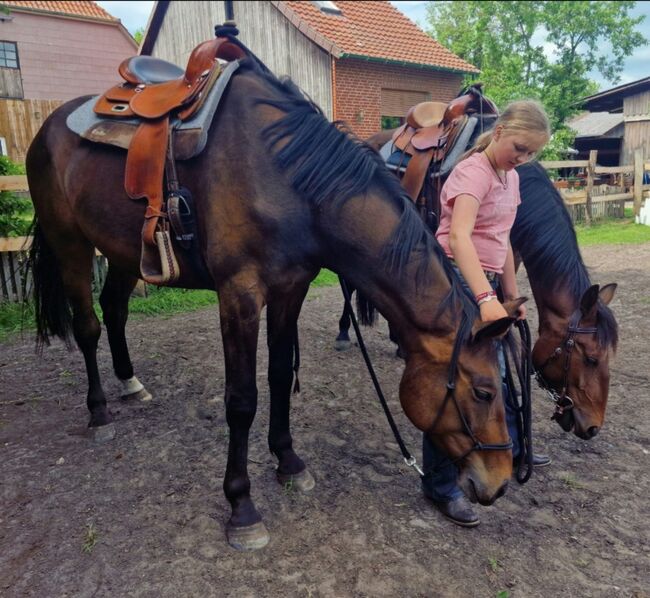 Hannoveraner Wallach, Britta , Horses For Sale, Maasen, Image 14