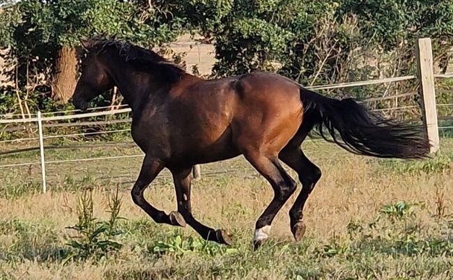 Hannoveraner Wallach, Britta , Horses For Sale, Maasen, Image 30