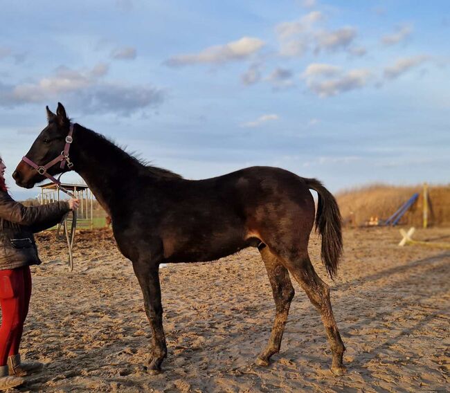 Hannoveraner Absetzer abstammend von Comme Prevu x Landor S, Pferdevermittlung Leus, Horses For Sale, Magdeburg, Image 4