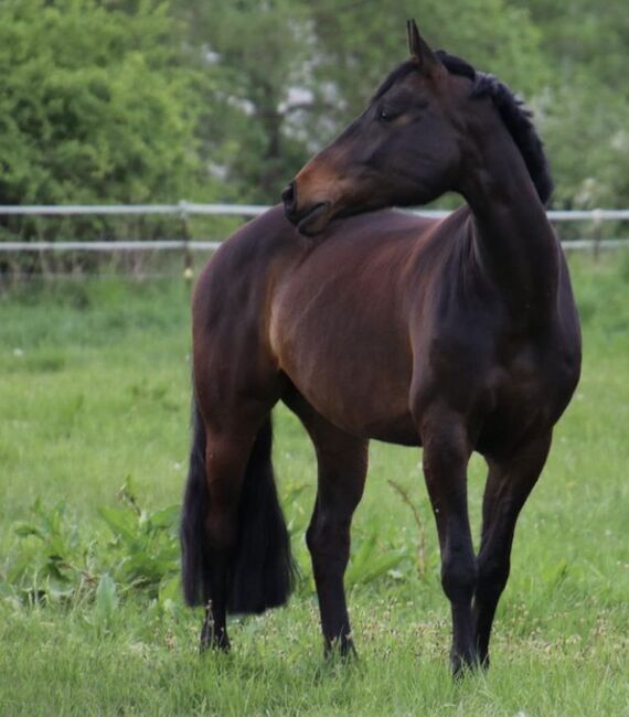 Hannoveraner Stute als reitbarenbeisteller!, Giovanna, Horses For Sale, Laatzen, Image 2
