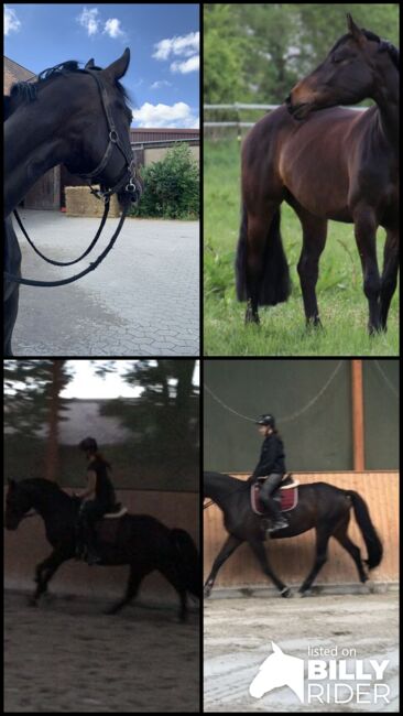 Hannoveraner Stute als reitbarenbeisteller!, Giovanna, Horses For Sale, Laatzen, Image 10