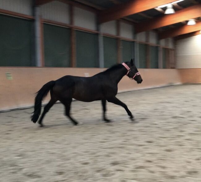 Hannoveraner Stute als reitbarenbeisteller!, Giovanna, Horses For Sale, Laatzen, Image 7