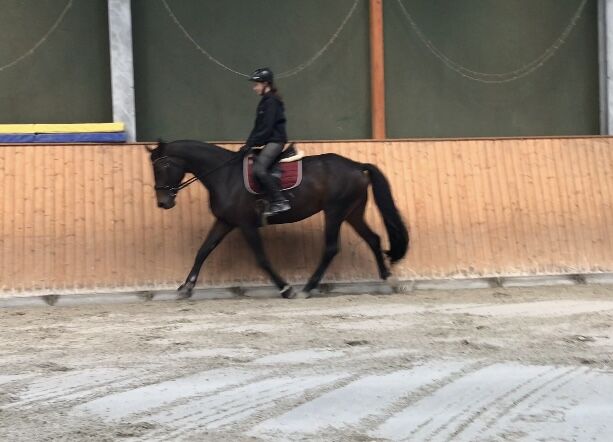 Hannoveraner Stute als reitbarenbeisteller!, Giovanna, Horses For Sale, Laatzen, Image 4