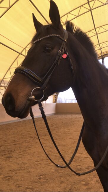 Hannoveraner Stute als reitbarenbeisteller!, Giovanna, Horses For Sale, Laatzen, Image 5