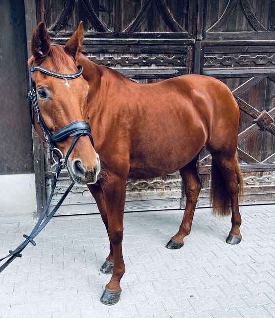 Hannoveraner Stute – elegante Partnerin für Dressur & Zucht, Samantha Wiry, Pferd kaufen, Dettenheim