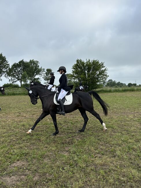 Hannoveraner Stute mit guter Abstammung zu verkaufen, Nadja Bartelsen , Pferd kaufen, Flensburg