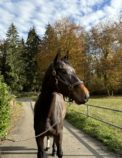 Hannoveraner Wallach springen Dressur Freizeit, Wiebke Bera , Pferd kaufen, Murg