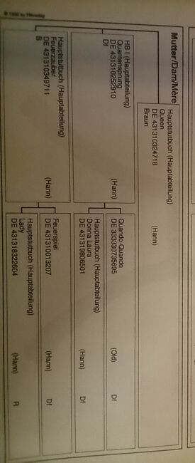 Hannoveraner Zuchtstute, Michaela aldag, Pferd kaufen, Rolfshagen, Abbildung 2