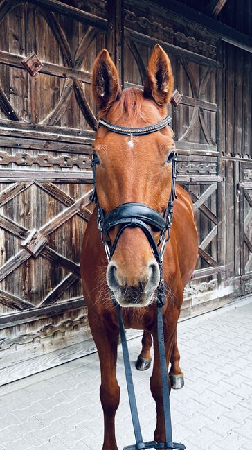 Hannoveraner Stute – elegante Partnerin für Dressur & Zucht, Samantha Wiry, Horses For Sale, Dettenheim, Image 4