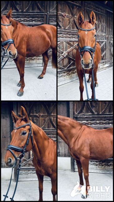 Hannoveraner Stute – elegante Partnerin für Dressur & Zucht, Samantha Wiry, Horses For Sale, Dettenheim, Image 6