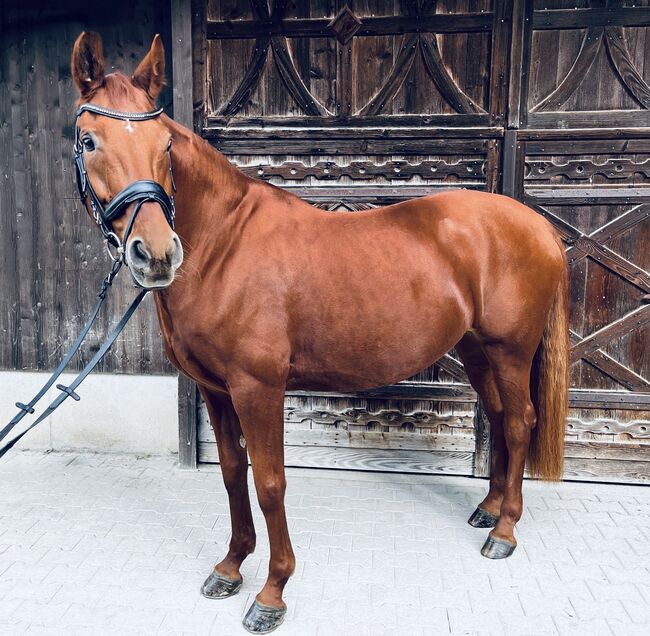 Hannoveraner Stute – elegante Partnerin für Dressur & Zucht, Samantha Wiry, Horses For Sale, Dettenheim, Image 5