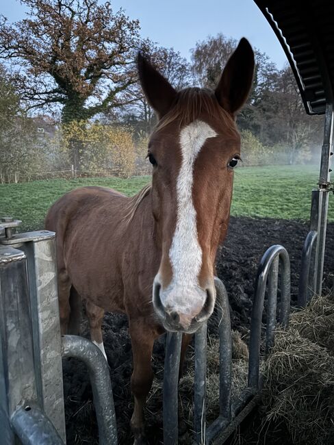 Hannoveraner Hengst, Fabian Laumann, Horses For Sale, Knesebeck 