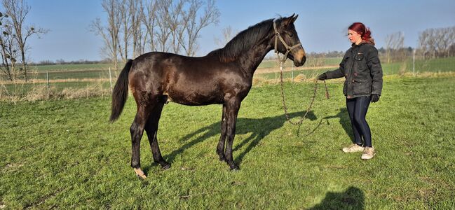 Hannoveraner Jährling von For Dance, Manuela Menzel , Horses For Sale, Magdeburg , Image 2