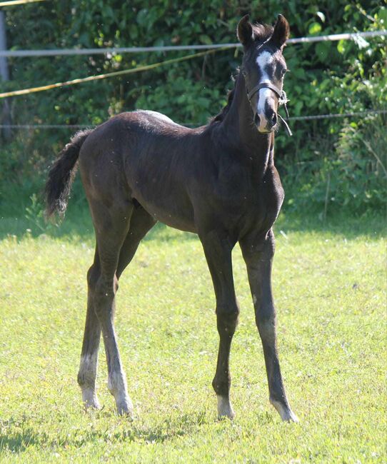 Hannoveraner Hengstfohlen von Fürst Bellisaro, M.A, Horses For Sale, Schiffdorf , Image 2