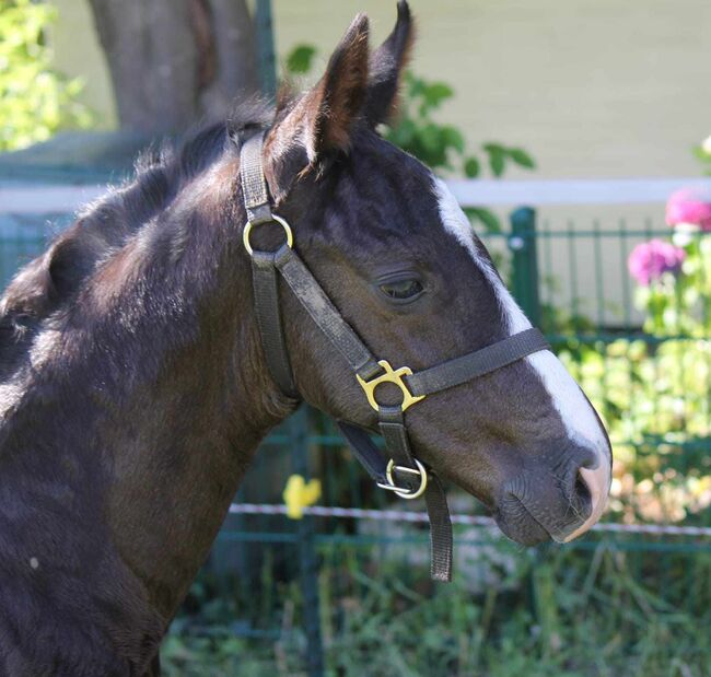 Hannoveraner Hengstfohlen von Fürst Bellisaro, M.A, Horses For Sale, Schiffdorf , Image 3