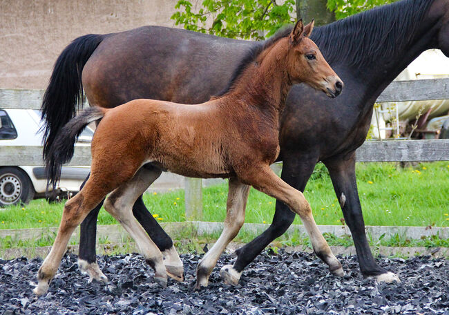 Hannoveraner Hengstfohlen von Segantini x D-Online (De Niro), Swantje Schröter, Horses For Sale, Neu-Eichenberg