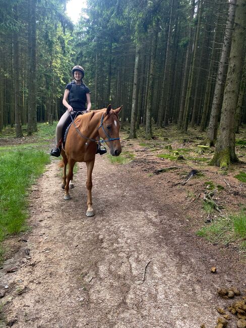 Hannoveraner Wallach (4Jahre), Anni, Horses For Sale, Herscheid, Image 2