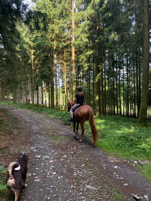 Hannoveraner Wallach (4Jahre), Anni, Horses For Sale, Herscheid, Image 3
