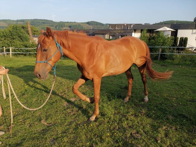 Hannoveraner Wallach (4Jahre), Anni, Horses For Sale, Herscheid, Image 5