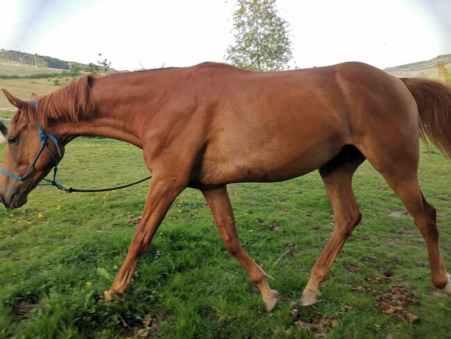 Hannoveraner Wallach (4Jahre), Anni, Horses For Sale, Herscheid, Image 6