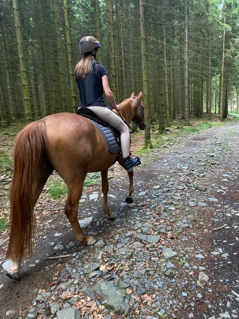 Hannoveraner Wallach (4Jahre), Anni, Horses For Sale, Herscheid, Image 8