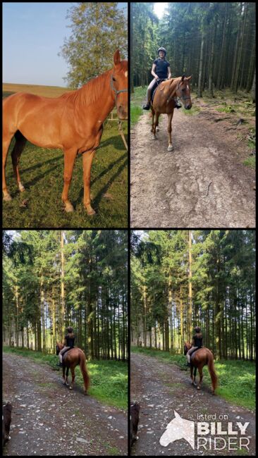 Hannoveraner Wallach (4Jahre), Anni, Horses For Sale, Herscheid, Image 12