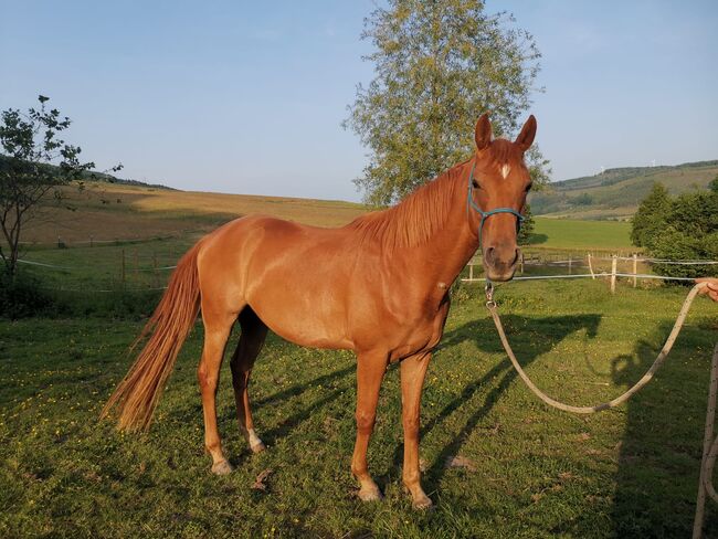 Hannoveraner Wallach (4Jahre), Anni, Horses For Sale, Herscheid
