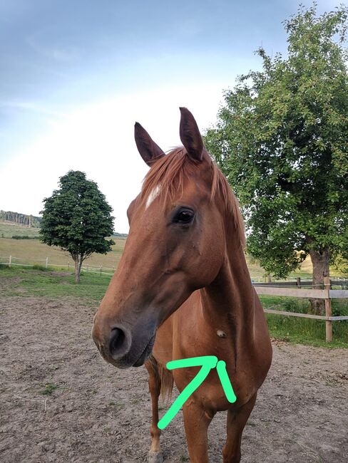 Hannoveraner Wallach (4Jahre), Anni, Horses For Sale, Herscheid, Image 9