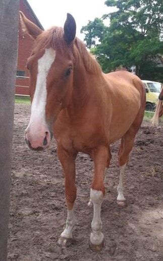 Hannoveraner Wallach abstammend von In my Mind x Depardieu, Pferdevermittlung Leus (Pferdevermittlung Leus ), Horses For Sale, Trebel