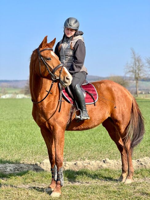 Hannoveraner Fuchsstute, Angelina  Stunz , Horses For Sale, Bodenfelde, Image 2