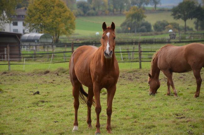 Hannoveraner Fuchsstute, Angelina  Stunz , Horses For Sale, Bodenfelde, Image 4