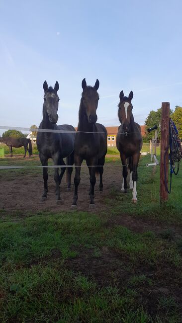 Hannoveraner Stute 2j., Rapanzl , Horses For Sale, Langlingen, Image 4