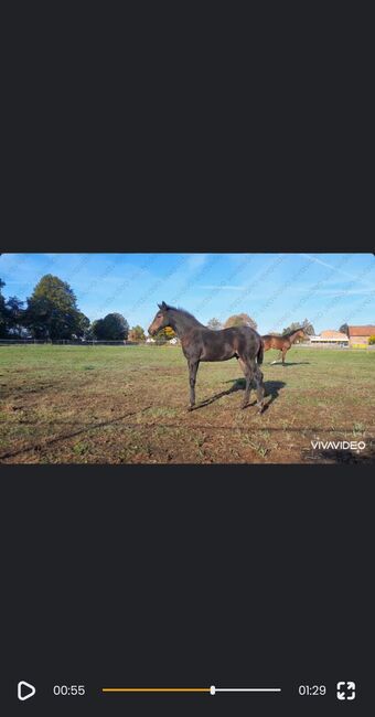 Hannoveraner Stute 2j., Rapanzl , Horses For Sale, Langlingen, Image 5