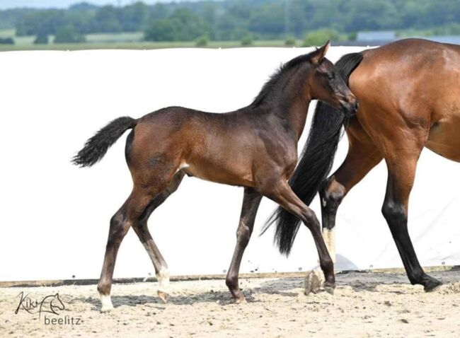 Hannoveraner Stutfohlen 4/25, Magnus Pickbrenner , Horses For Sale, Königslutter am Elm