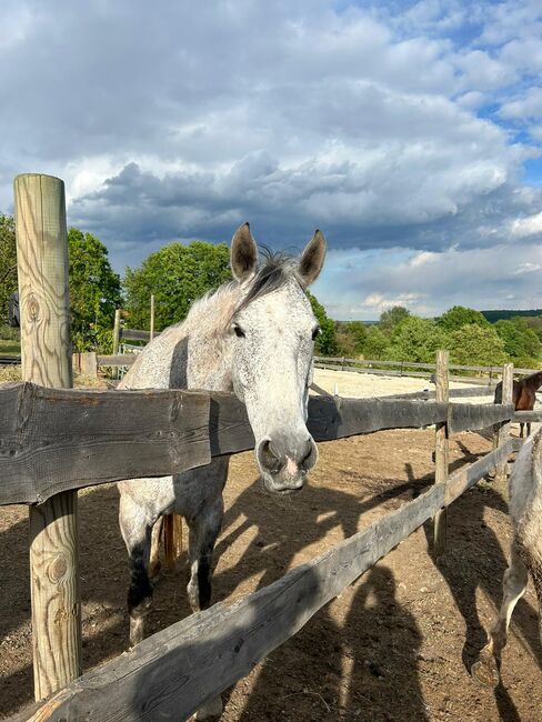 Hannoveraner Stute mit Potenzial nach oben, Martina Kopitar, Horses For Sale, Wien