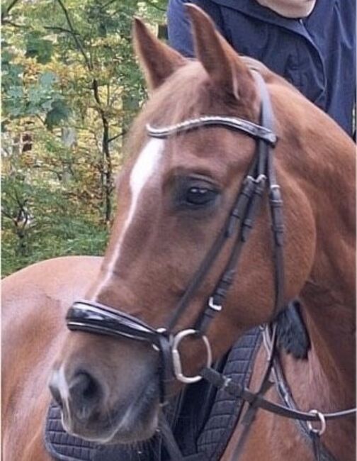 Hannoversche Trense mit Lack, Claridge House, Celina Wulff, Bridles & Headstalls, Verden