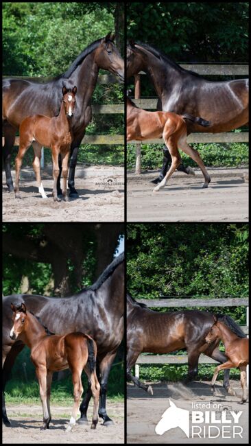 Hannoveraner Zuchtstute, Britta , Horses For Sale, Nordhorn, Image 5